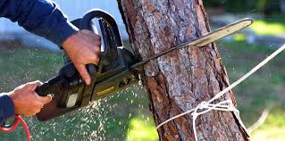 Best Commercial Tree Services  in West End, NY